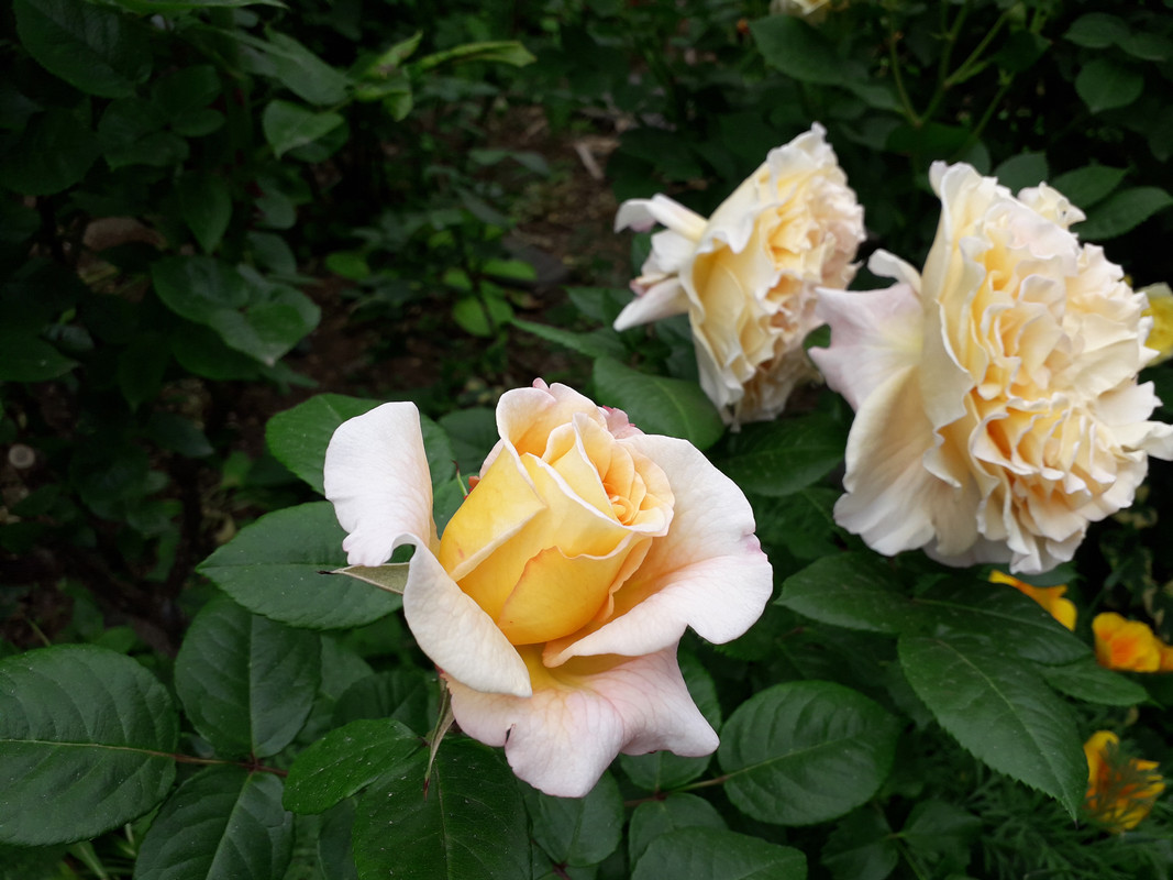 20190530_154357