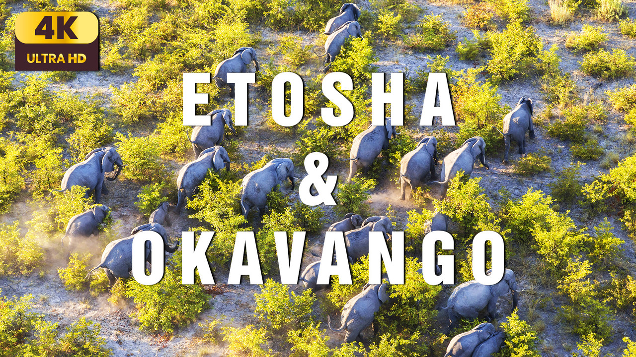 Etosha & Okavango Delta 4K | Into Africa’s Wild Oasis | Cinematic Nature Relaxation