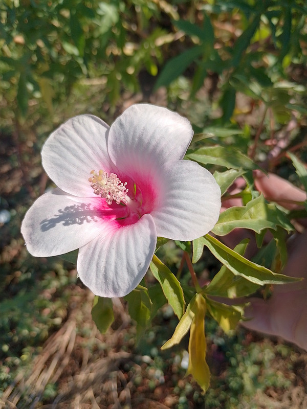 IMG_20240818_092521_HDR
