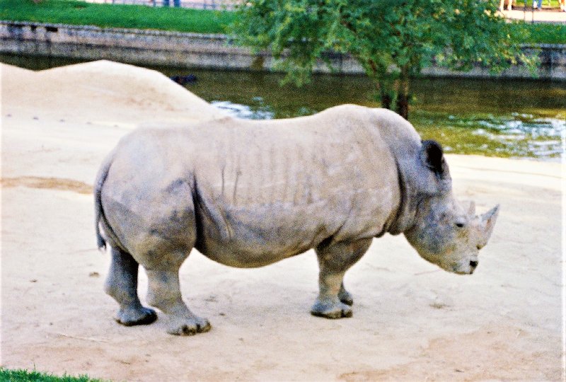 Paseando por España-1991/2024 - Blogs de España - ZOO DE MADRID-1992/2001/2006/2007-MADRID (5)