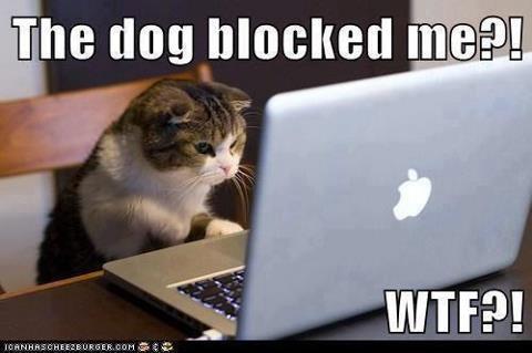 u-http-www-relatably-com-m-img-angry-cat-meme-facebook-Dog-Bl.jpg