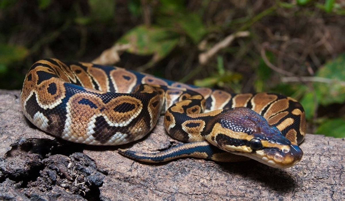 Faktor Keberanian Bu Lis