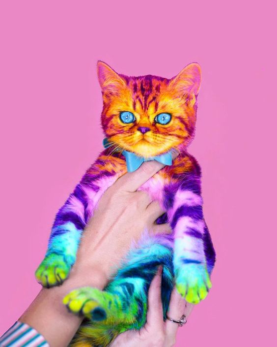 multi-kitten.jpg