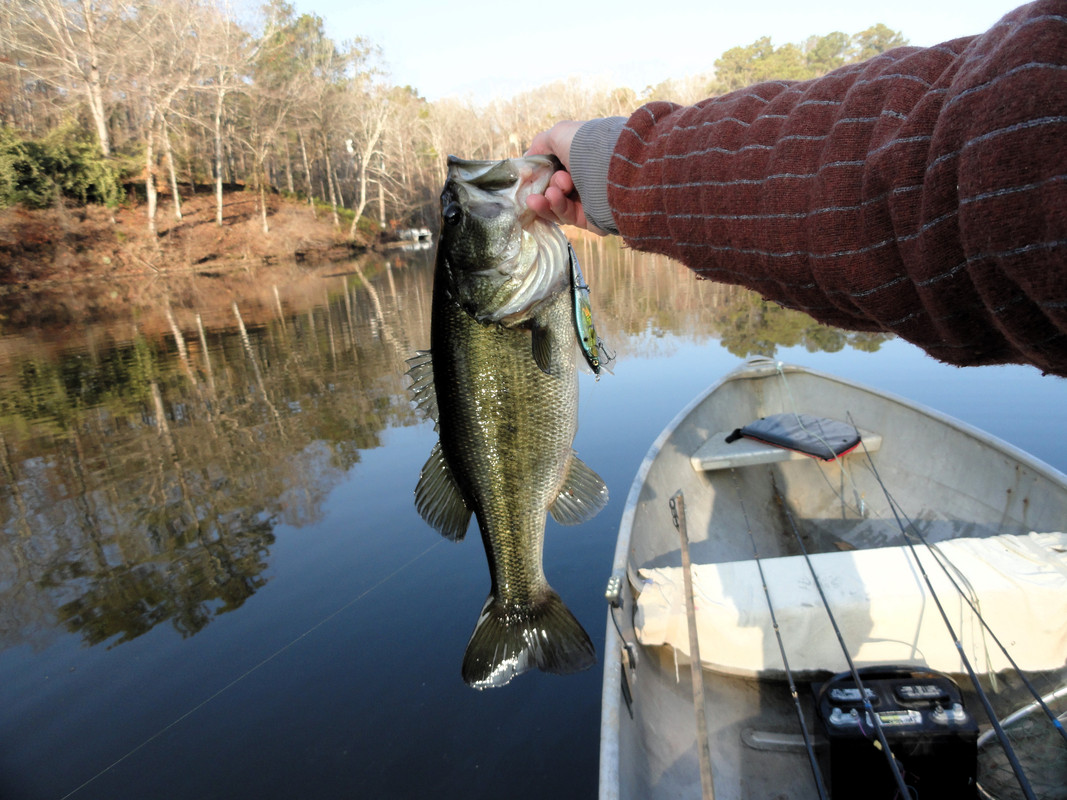 jerkbait-fish.jpg