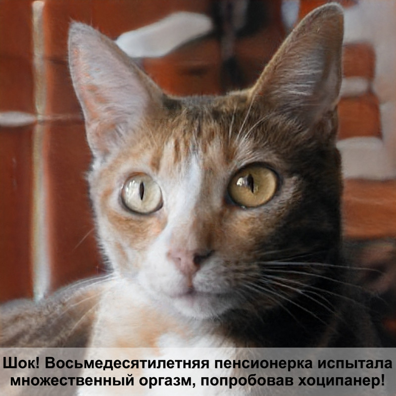 как определить кошку от кота