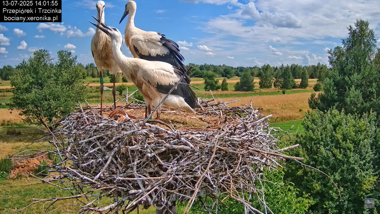 13072025bociany36