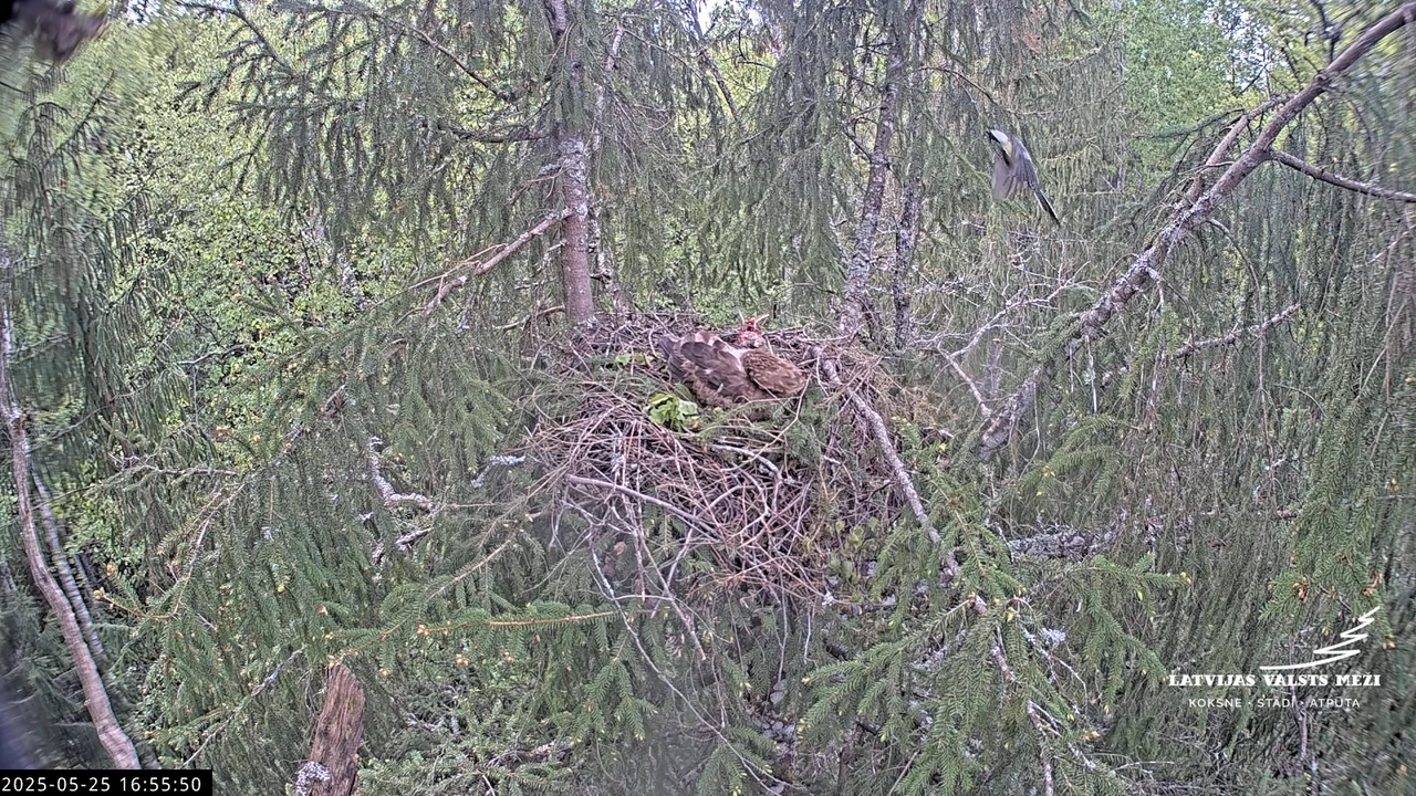 LVM mazais ērglis Lisiņa, egle2 – Lesser Spotted Eagle 15-53-59 screenshot (1)