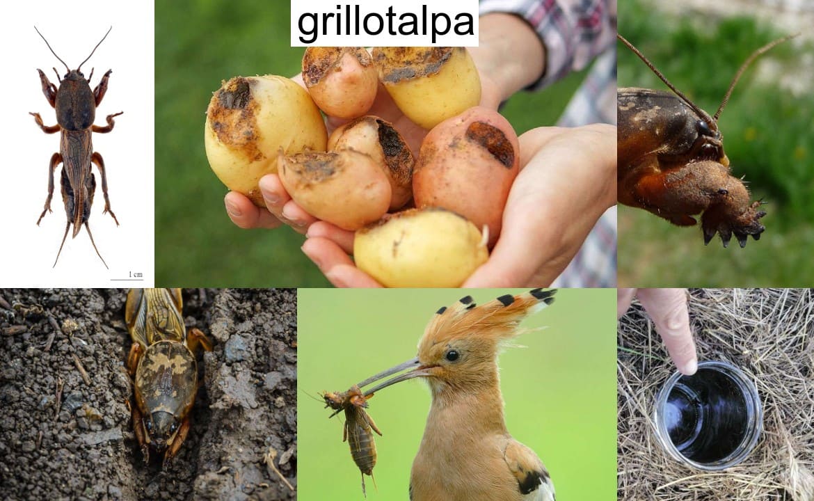 grillotalpa: galleria immagini