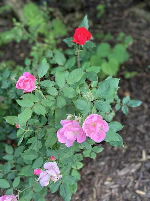 [Image: IMG-6490.jpg]