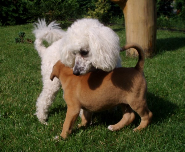 4 Nauja pazintis (600 x 492)