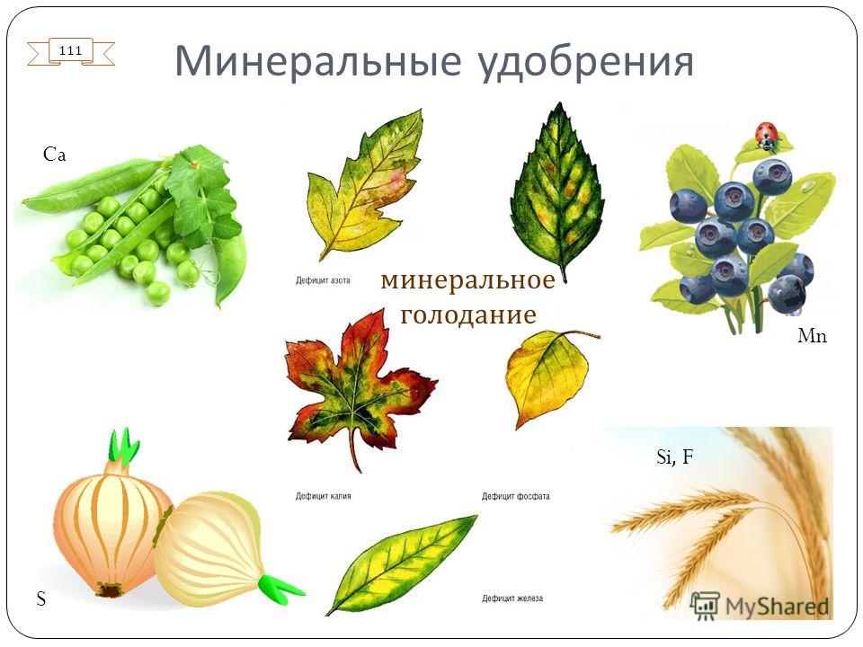 Органические и минеральные удобрения для вишни в осеннее время