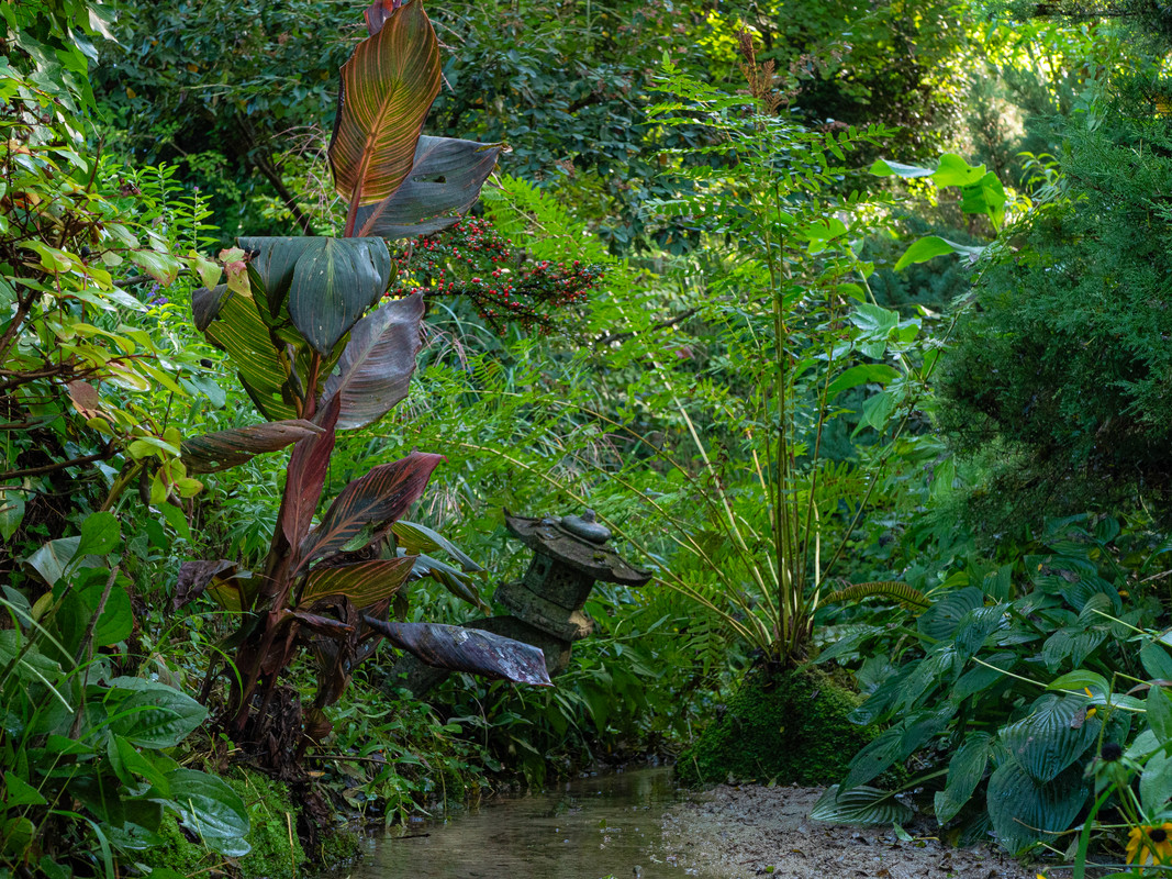 Canna à feuillage pourpre près de la source