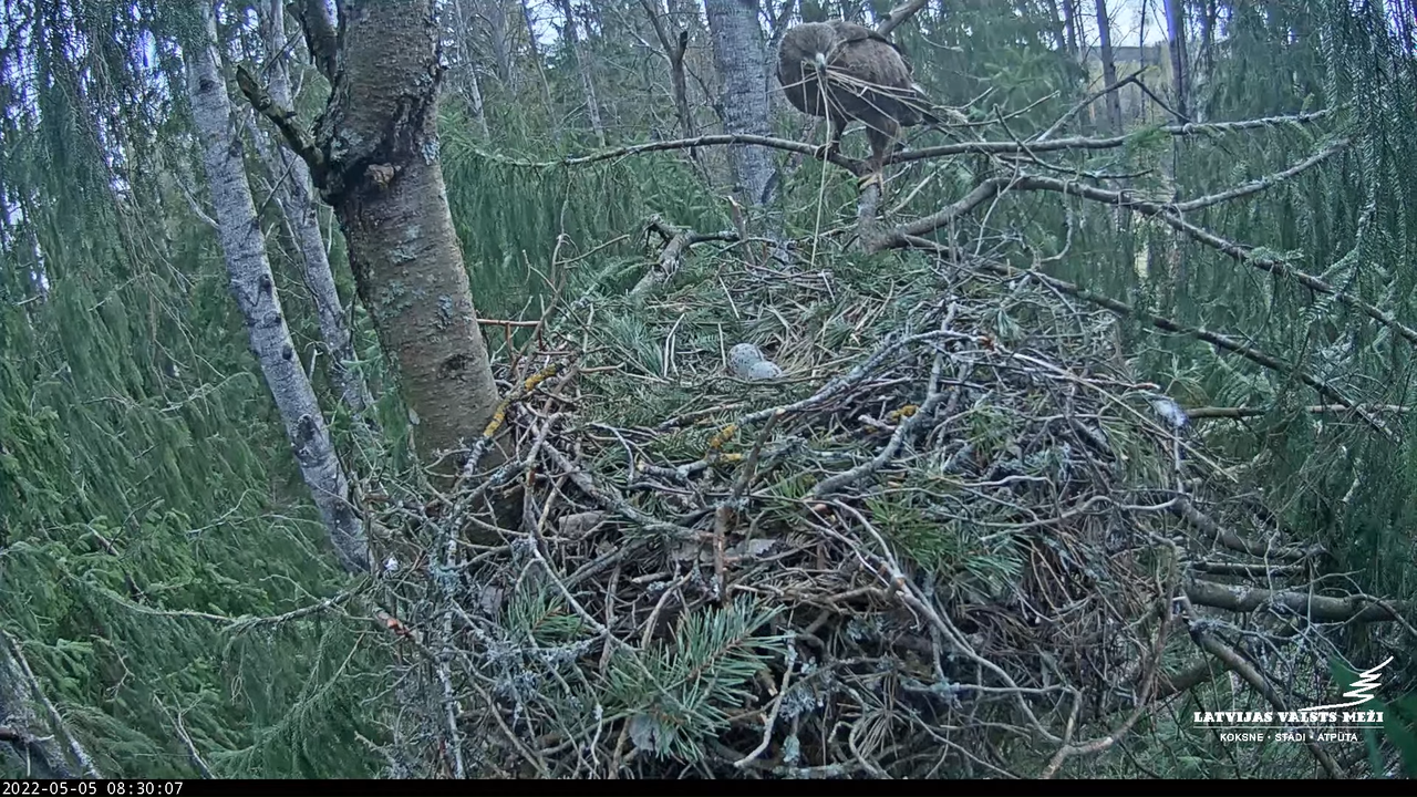 LVM mazais ērglis Lielā sala, egle – Lesser Spotted Eagle 12-26-53 screenshot