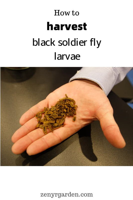 how-to-harvest-black-soldier-fly-larvae-pin.jpg
