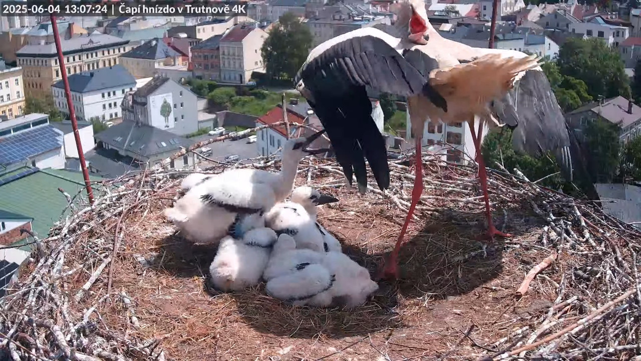 Živě z čapího hnízda na pivovarském komíně v Trutnově 15-21-10 screenshot (1)