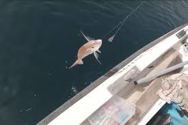 ΝΕΑ ΨΗΦΙΑΚΗ ΕΦΑΡΜΟΓΗ ΓΙΑ ΑΜΕΣΗ ΕΝΗΜΕΡΩΣΗ ΣΧΕΤΙΚΑ ΜΕ ΤΙΣ ΒΑΣΙΚΕΣ ΤΟΠΙΚΕΣ ΑΠΑΓΟΡΕΥΣΕΙΣ ΕΠΑΓΓΕΛΜΑΤΙΚΗΣ ΑΛΙΕΙΑΣ