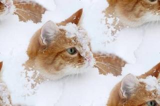 sneeuwpoes.jpg