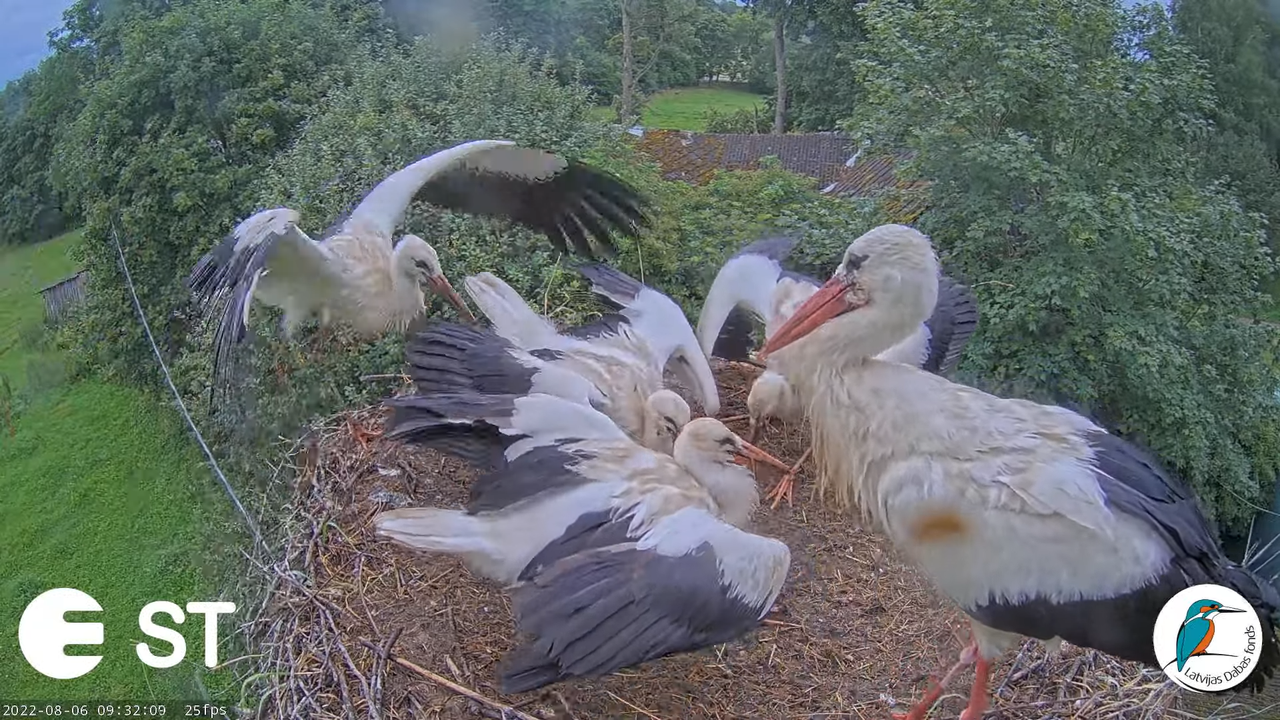 Baltie stārķi (Ciconia ciconia) Tukuma novadā - LDF tiešraide __ White storks in Tukums, Latvia 11-2