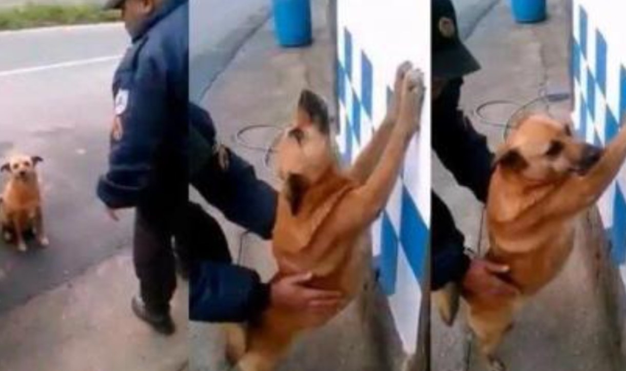 Perro es arrestado junto a sus dueños en un operativo, ya es viral por “rendirse”