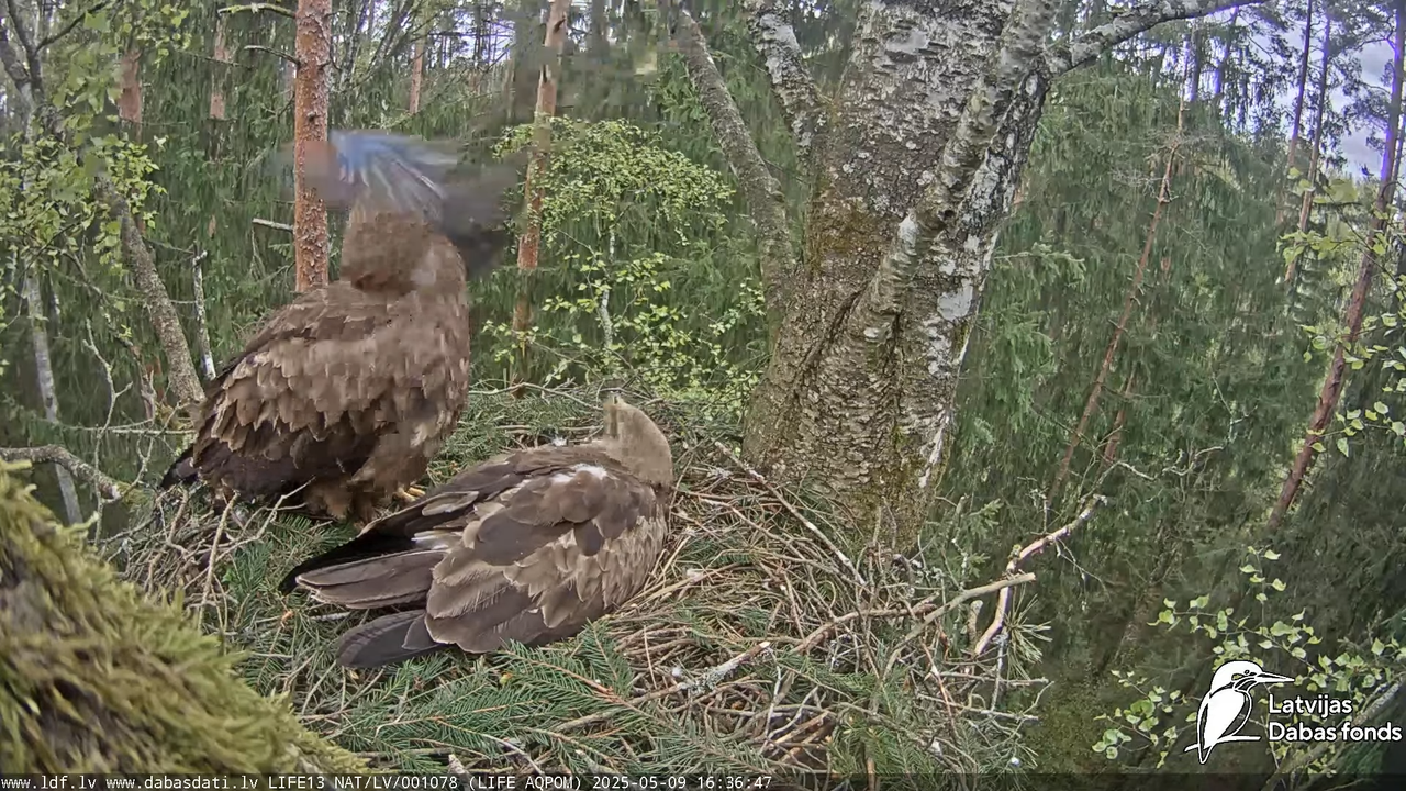 Mazais ērglis (Clanga pomarina), ligzda bērzā 14-40-42 screenshot