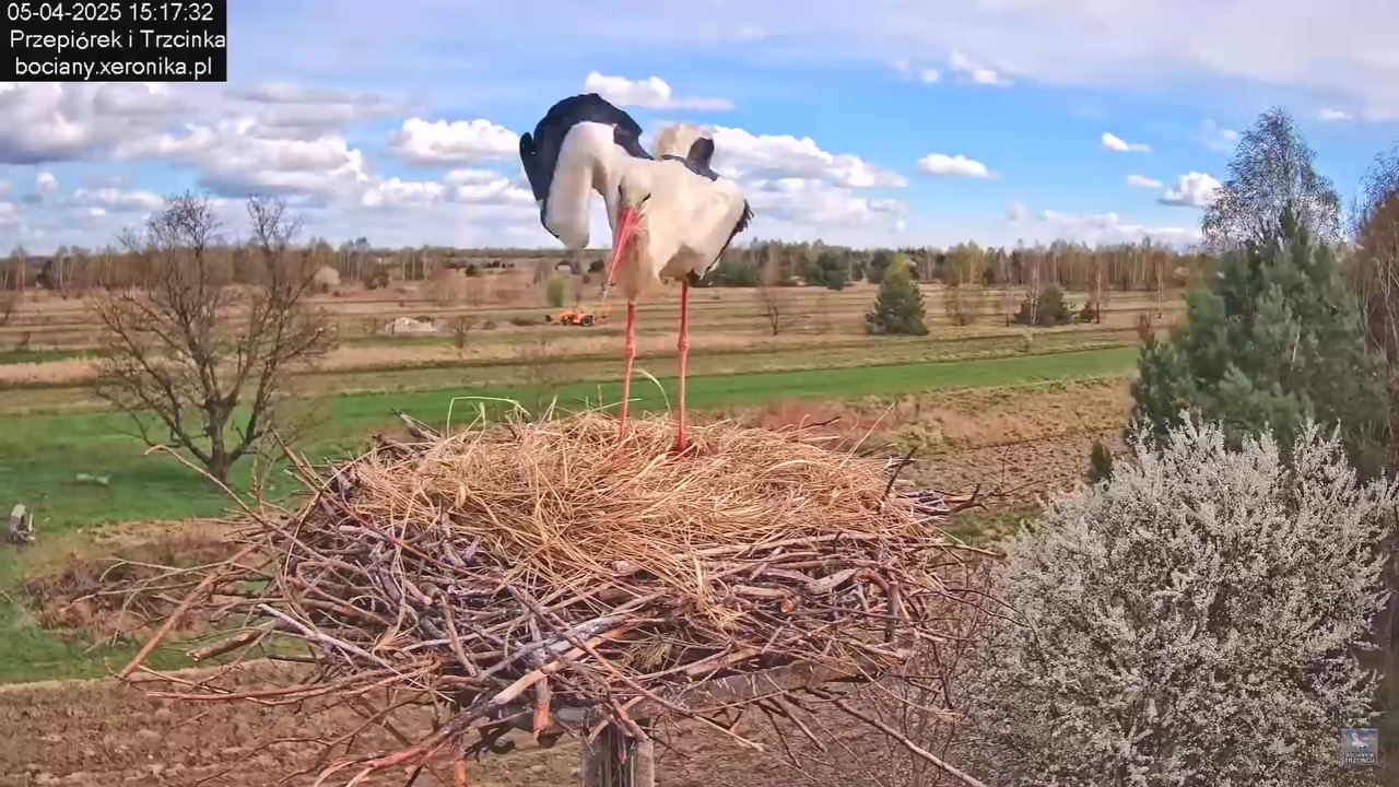 05042025paresekundwgniezdzie_11