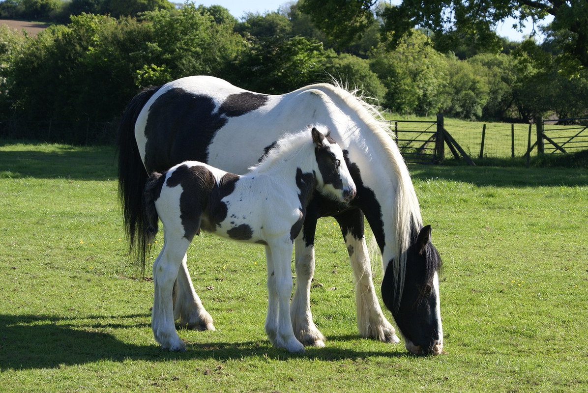 blacknwhite-mare-and-foal-1605400-1280.jpg