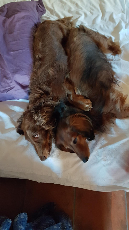 [Image: Resized-20200711-204203-7786.jpg]