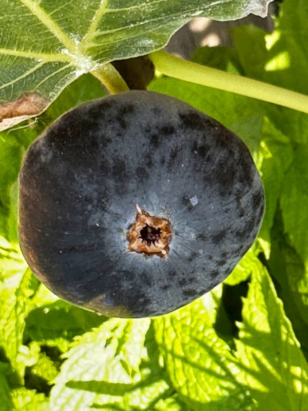 figs-8.jpg