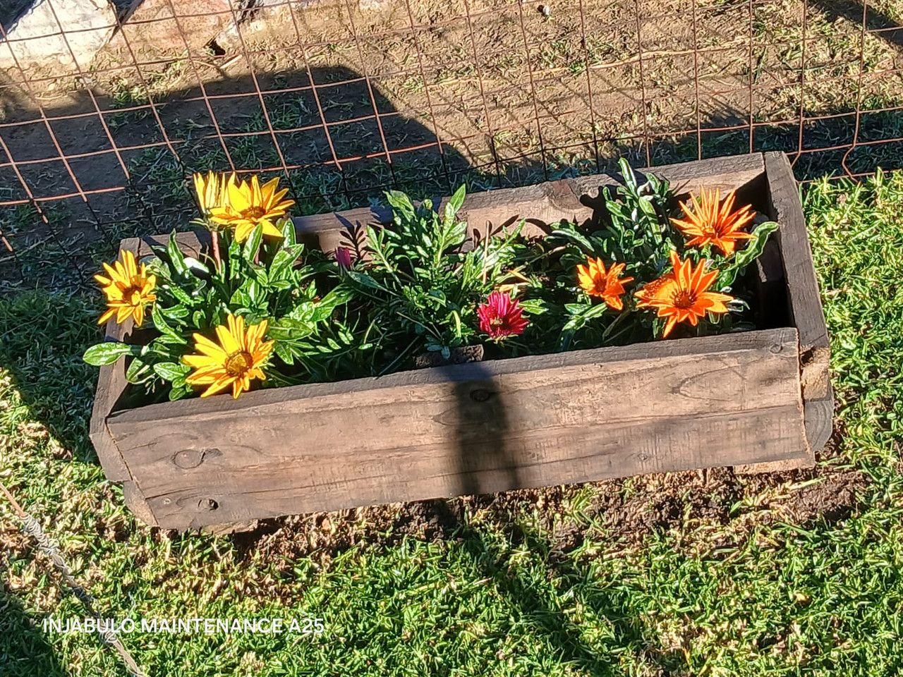 Succulent Garden