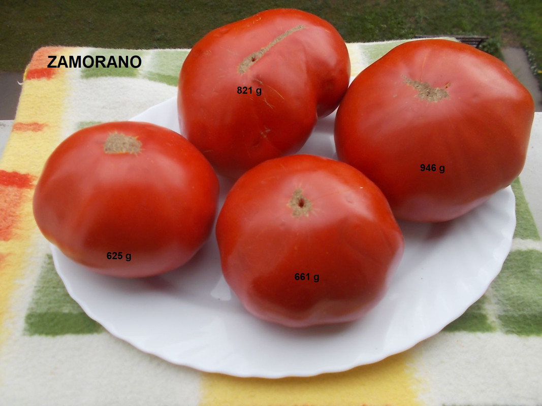 DSCN4052Zamorano - kopie