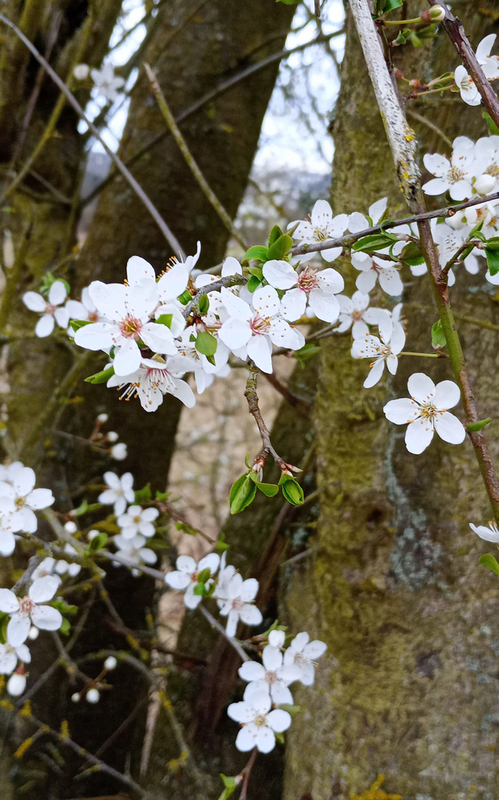 Pflaumenblüte 2026