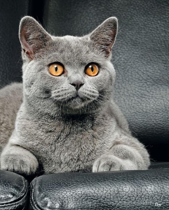 QuattroZampe Giu 2024 (8)