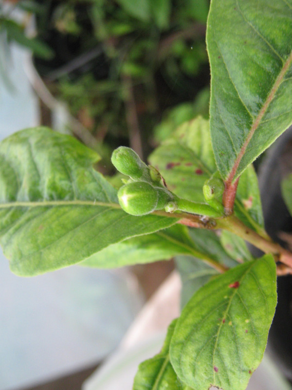 psidium_guineense_20151006T154402