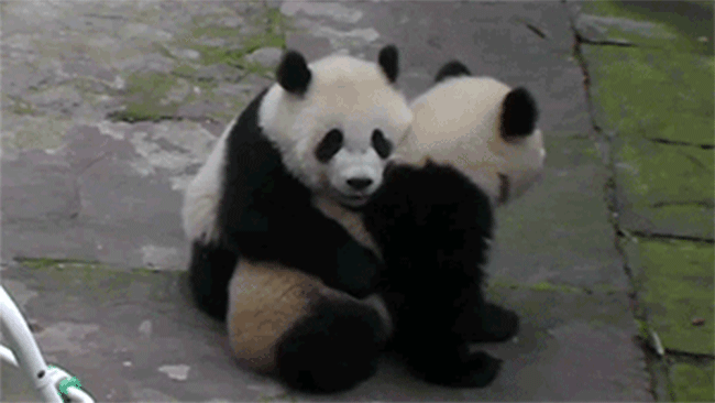 1000233265.gif
