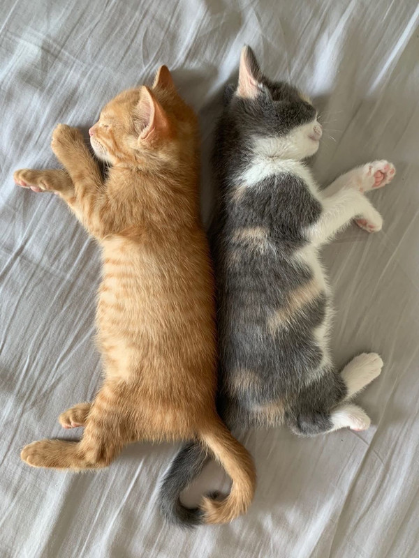 B7263A29-DC6E-44BE-89FE-76527C13874C