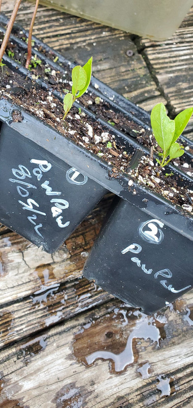 pawpaw sprouts