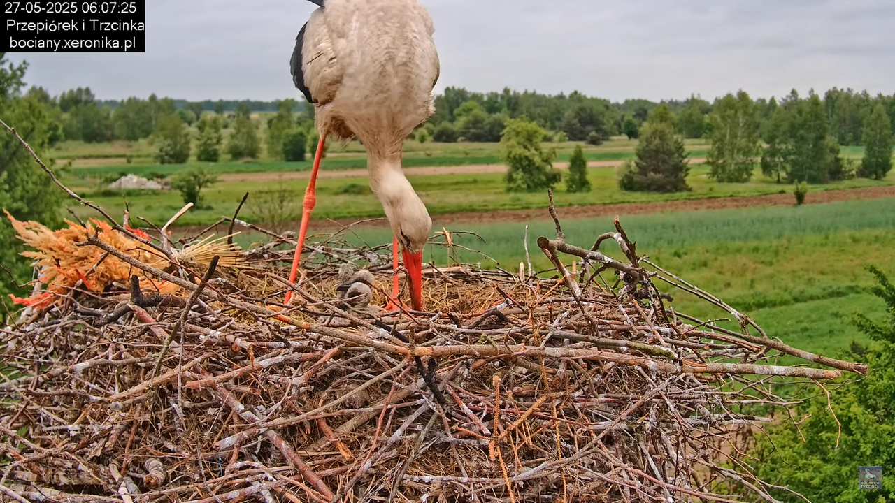 27052025bociany12