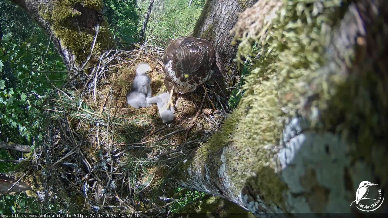 Melnās klijas (Milvus migrans) Kurzemē_ peļu klijāni (Buteo buteo) 10-11-25 screenshot