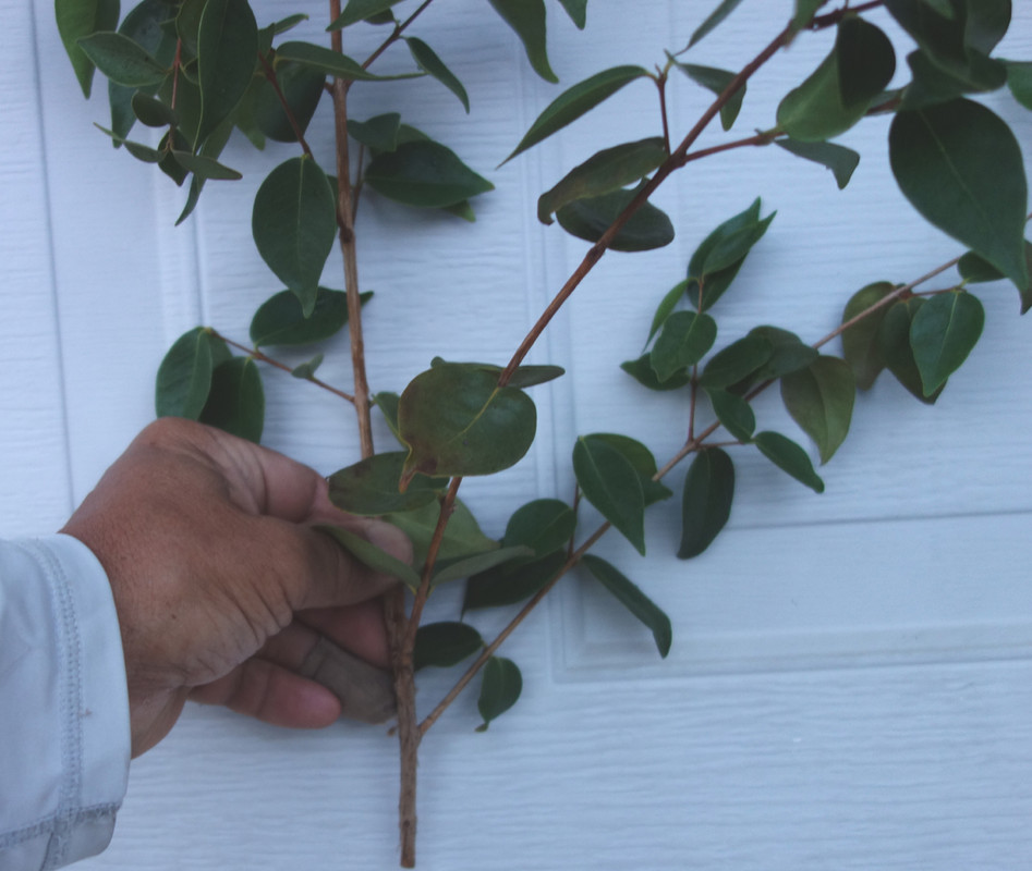 Spira-Surinam Scions (6-21-25)-pic10