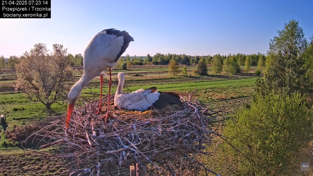 21042025bociany9