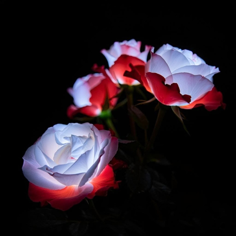 Double Delight Ніч
