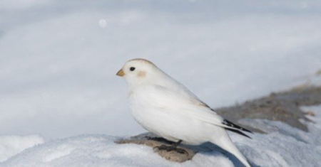 Bird Watching in Alaska