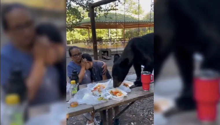 Invitado inesperado devoró la comida de una familia en Nuevo León: video