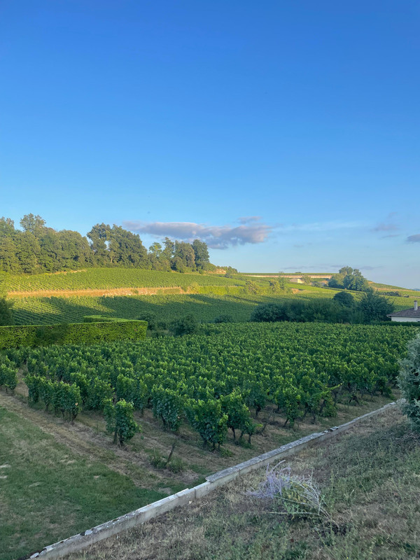 Vineyard