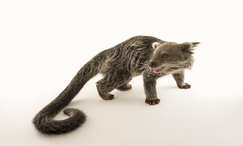 Top Ten Strangest Animal Stories in 2016