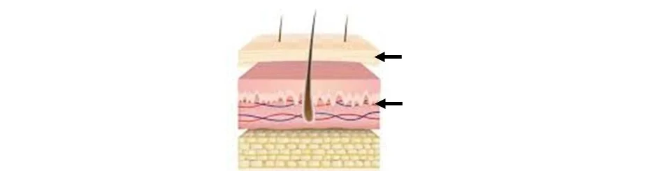 Schéma expliquant la différence entre teint de surface, carnation et sous-ton en colorimétrie