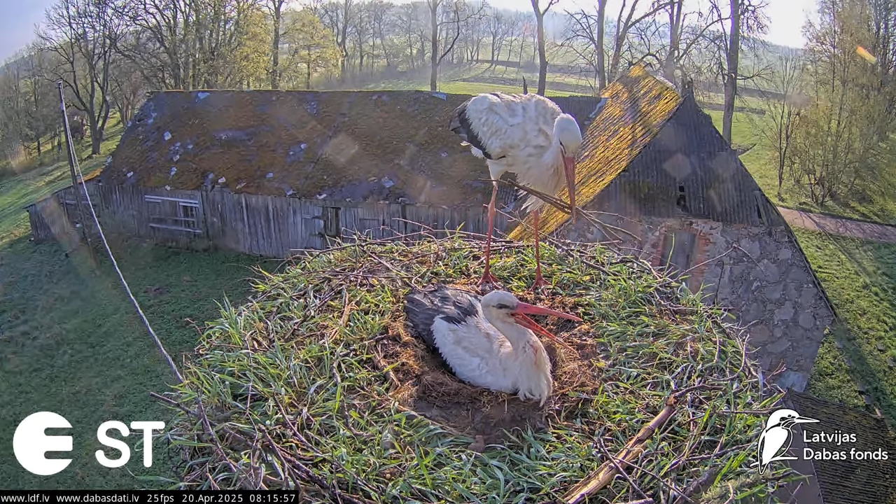 (41) Baltie stārķi (Ciconia ciconia) Tukuma novadā __ White storks in Tukums, Latvia - YouTube - 786