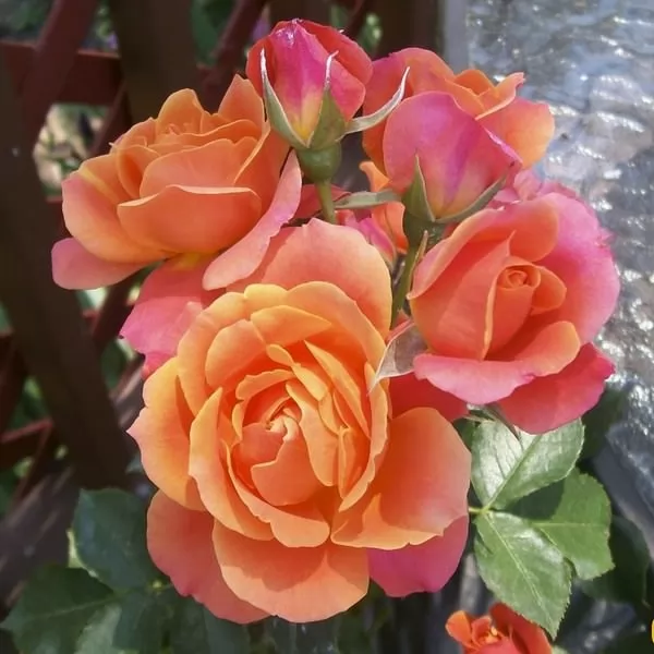 [صورة: the-most-beautiful-roses-in-the-world-10...97294.webp]