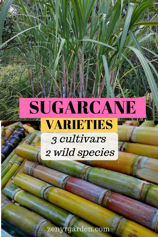 sugarcane-varieties-pin.jpg