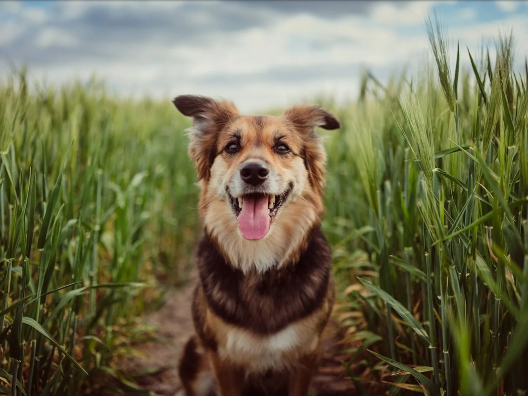 ¿Cómo sé si mi perro es feliz? Esto lo demuestra